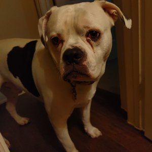 Meet your Posher, Penny